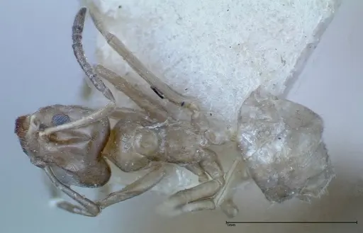 Azteca chartifex specimen FOCOL0185-1 image focol0185-1_1