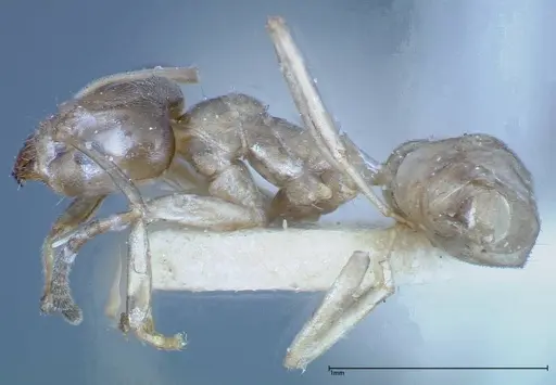 Azteca chartifex specimen FOCOL0185-1 image focol0185-1_3