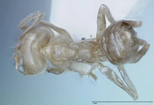 Azteca chartifex specimen FOCOL0185-2 image focol0185-2_1