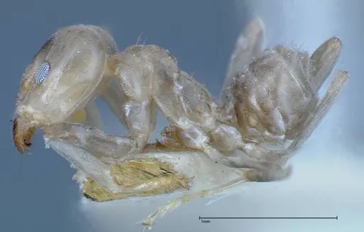 Azteca chartifex specimen FOCOL0185-2 image focol0185-2_3