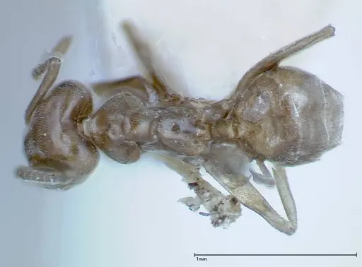 Azteca chartifex specimen FOCOL0185-3 image focol0185-3_1