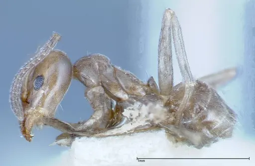 Azteca chartifex specimen FOCOL0185-3 image focol0185-3_3