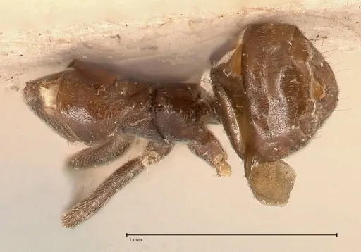 Azteca chartifex specimen FOCOL0714-1 image focol0714-1_1