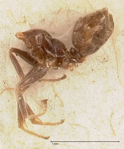 Azteca chartifex specimen FOCOL0714-1 image focol0714-1_2