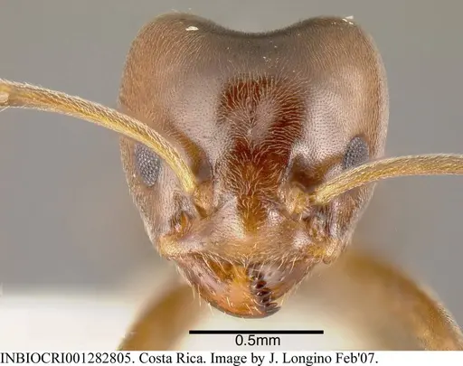 Azteca chartifex specimen INBIOCRI001282805 image inbiocri001282805_1
