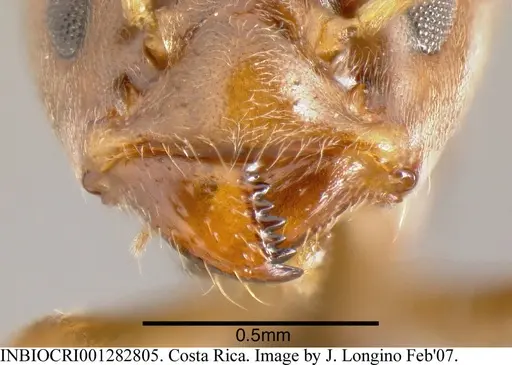 Azteca chartifex specimen INBIOCRI001282805 image inbiocri001282805_2