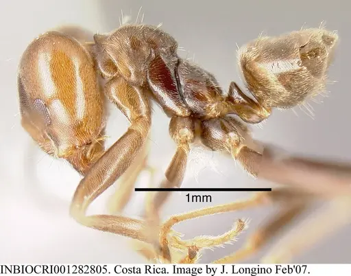 Azteca chartifex specimen INBIOCRI001282805 image inbiocri001282805_3