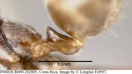 Azteca chartifex specimen INBIOCRI001282805 image inbiocri001282805_4
