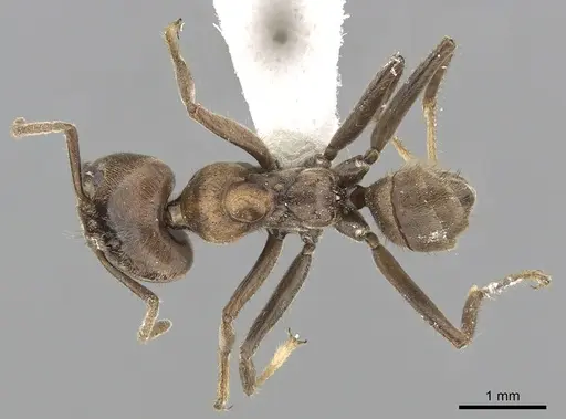 Azteca constructor specimen CASENT0249537 image casent0249537_1
