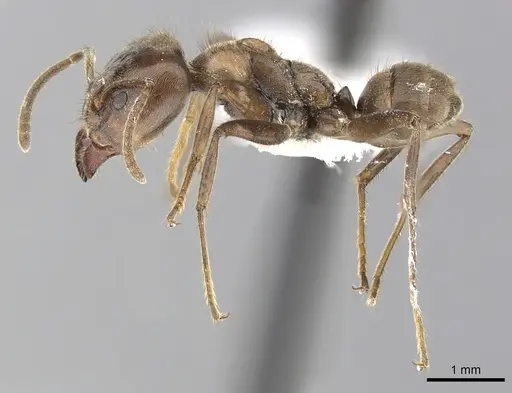 Azteca constructor specimen CASENT0249537 image casent0249537_3