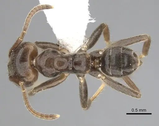 Azteca constructor specimen CASENT0249538 image casent0249538_1