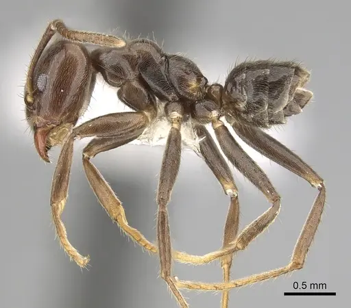 Azteca constructor specimen CASENT0249538 image casent0249538_3