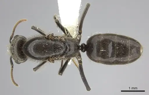 Azteca constructor specimen CASENT0249594 image casent0249594_1
