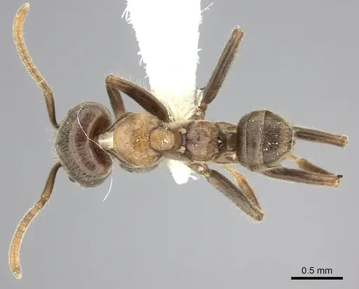 Azteca constructor specimen CASENT0249595 image casent0249595_1