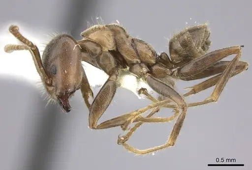 Azteca constructor specimen CASENT0249595 image casent0249595_3