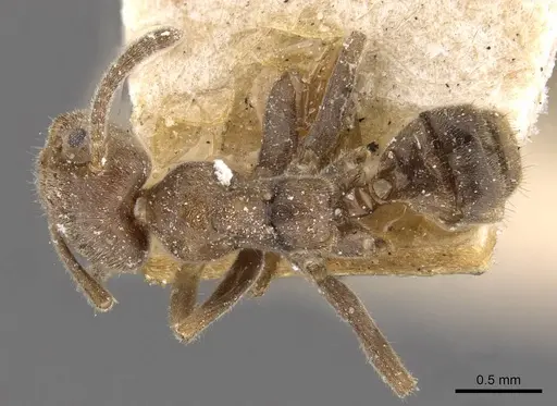 Azteca constructor specimen CASENT0909624 image casent0909624_1
