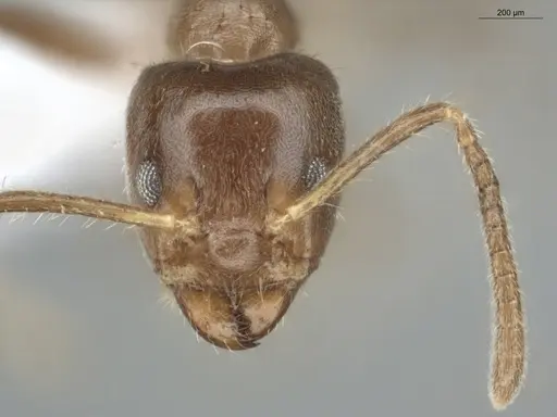 Azteca constructor specimen ECOFOG-LA15-0290-23 image ecofog-la15-0290-23_2