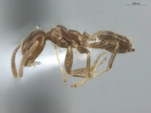 Azteca constructor specimen ECOFOG-LA15-0290-23 image ecofog-la15-0290-23_3