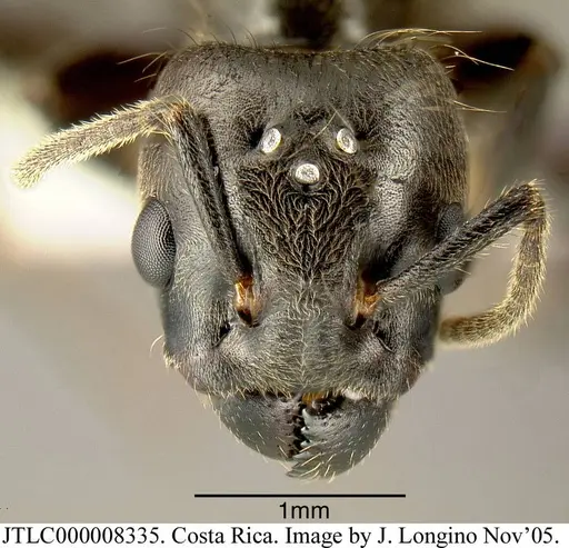 Azteca constructor specimen JTLC000008335 image jtlc000008335_1