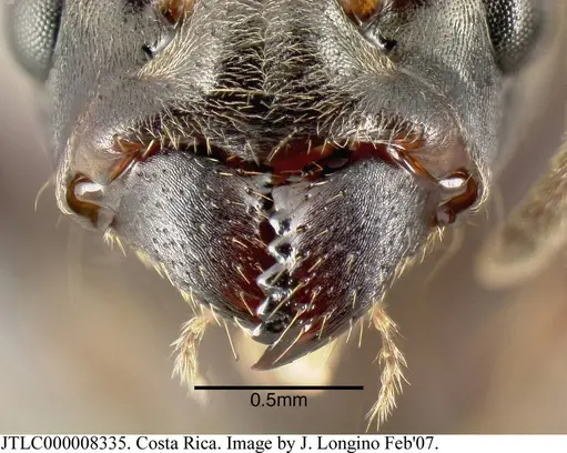Azteca constructor specimen JTLC000008335 image jtlc000008335_2