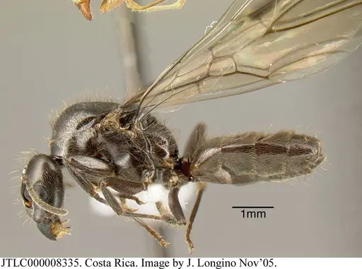 Azteca constructor specimen JTLC000008335 image jtlc000008335_3