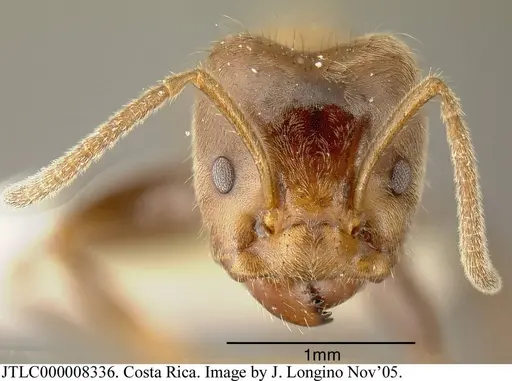 Azteca constructor specimen JTLC000008336 image jtlc000008336_1