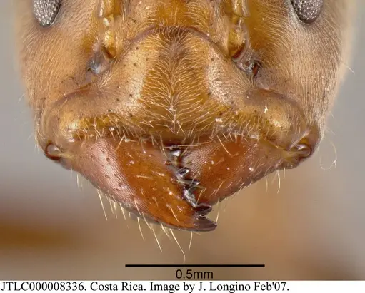 Azteca constructor specimen JTLC000008336 image jtlc000008336_2