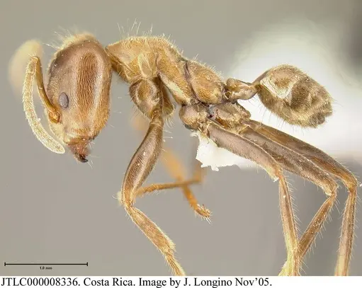 Azteca constructor specimen JTLC000008336 image jtlc000008336_3