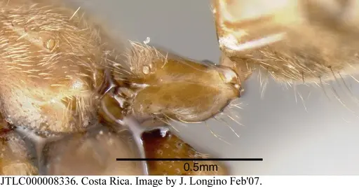 Azteca constructor specimen JTLC000008336 image jtlc000008336_4