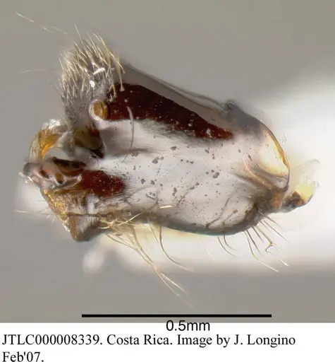 Azteca constructor specimen JTLC000008339 image jtlc000008339_1