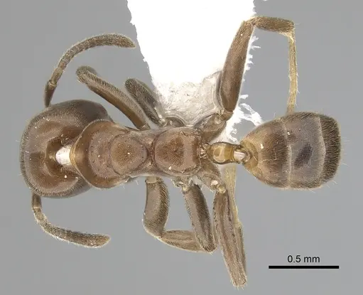 Azteca cordincola specimen CASENT0249539 image casent0249539_1