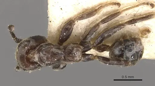 Azteca cordincola specimen CASENT0909651 image casent0909651_1