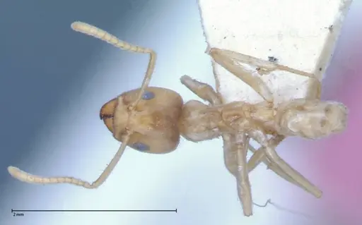 Azteca delpini specimen FOCOL0067 image focol0067_1
