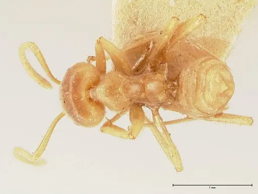 Azteca delpini specimen FOCOL0715 image focol0715_1