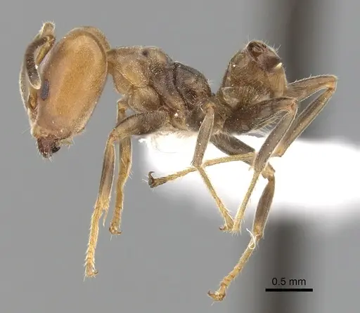 Azteca depilis specimen CASENT0249540 image casent0249540_3