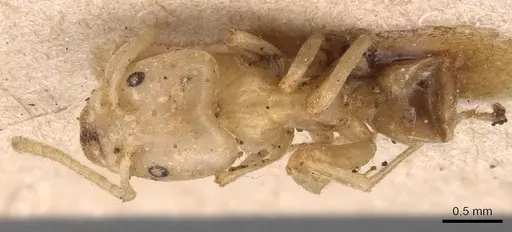 Azteca depilis specimen CASENT0905087 image casent0905087_1