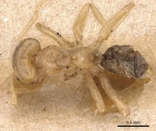 Azteca depilis specimen CASENT0905088 image casent0905088_1
