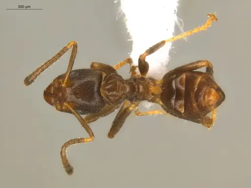 Azteca depilis specimen ECOFOG-IT24-0045-01 image ecofog-it24-0045-01_1