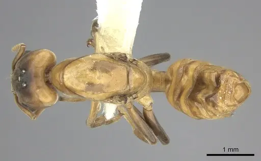 Azteca depilis specimen JTLC000008108 image jtlc000008108_1