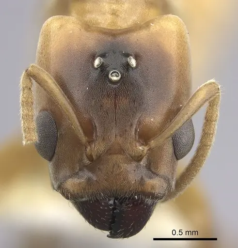 Azteca depilis specimen JTLC000008108 image jtlc000008108_2
