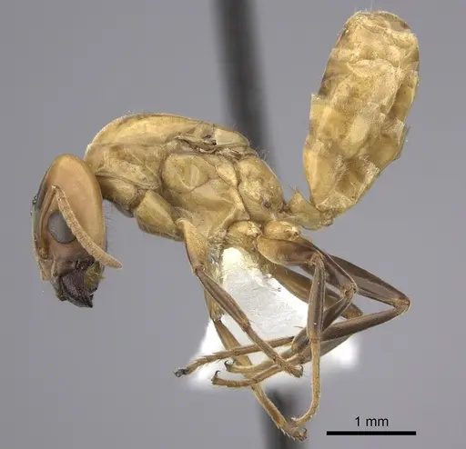 Azteca depilis specimen JTLC000008108 image jtlc000008108_3