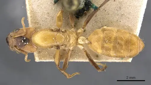 Azteca duckei specimen CASENT0909617 image casent0909617_1