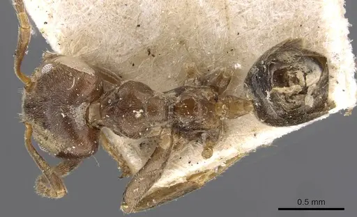 Azteca duckei specimen CASENT0909618 image casent0909618_1