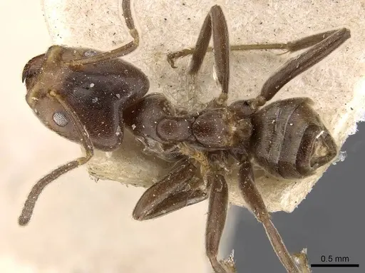 Azteca duroiae specimen CASENT0909619 image casent0909619_1