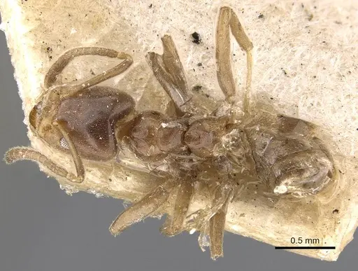 Azteca duroiae specimen CASENT0909620 image casent0909620_1