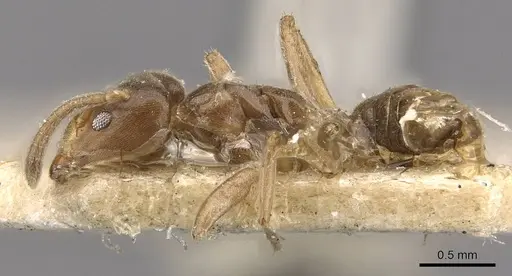 Azteca duroiae specimen CASENT0909620 image casent0909620_3