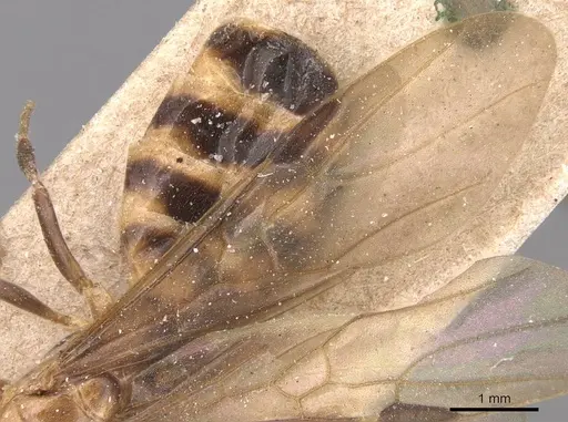 Azteca fasciata specimen CASENT0905094 image casent0905094_4