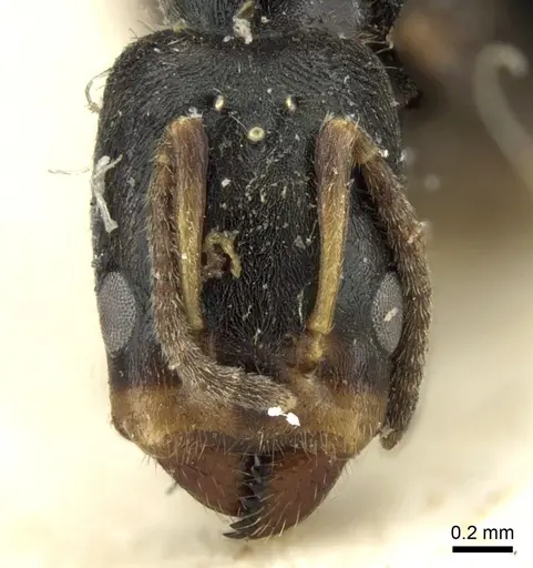 Azteca fasciata specimen CASENT0906236 image casent0906236_2