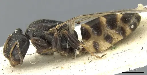 Azteca fasciata specimen CASENT0906236 image casent0906236_3