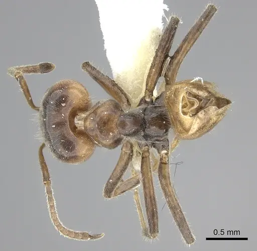 Azteca flavigaster specimen CASENT0619172 image casent0619172_1